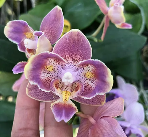 Phalaenopsis I-Hsin Maple Valley x Yaphon Perfume (D3)