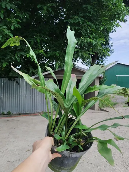 Microsorum sp.