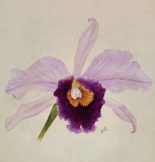 Cattleya Eleanor Roosevelt - орхидея Первой Леди