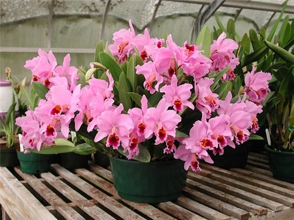 Интервью с владельцем питомника 'AWZ'. Часть 1.