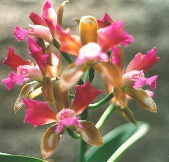 История Cattleya leopoldii trilabelo, расказанная Карлосом Гомесом.