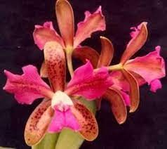 История Cattleya leopoldii trilabelo, расказанная Карлосом Гомесом.