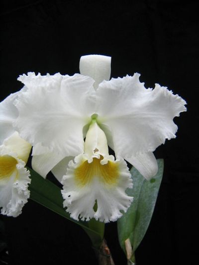 Легендарная Cattleya Bow Bells