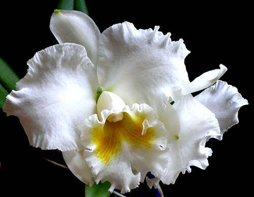 Легендарная Cattleya Bow Bells