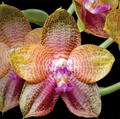 Новелти фаленопсисы. Наследие Phalaenopsis Dragon Tree Eagle. Часть 1.