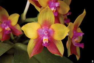 Новелти фаленопсисы. Наследие Phalaenopsis Dragon Tree Eagle. Часть 1.