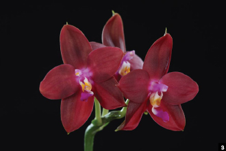 Новелти фаленопсисы. Наследие Phalaenopsis Dragon Tree Eagle. Часть 2.