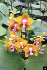 Новелти фаленопсисы. Наследие Phalaenopsis Dragon Tree Eagle. Часть 2.