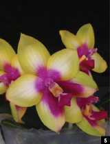 Новелти фаленопсисы. Наследие Phalaenopsis Dragon Tree Eagle. Часть 2.