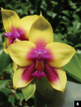 Новелти фаленопсисы. Наследие Phalaenopsis Dragon Tree Eagle. Часть 2.
