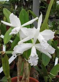 «Orquidário Catarinense»