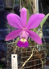 «Orquidário Catarinense»