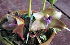 «Orquidário Catarinense»