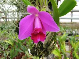 «Orquidário Catarinense»