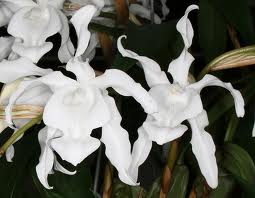 «Orquidário Catarinense»