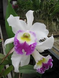 «Orquidário Catarinense»