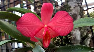 «Orquidário Catarinense»