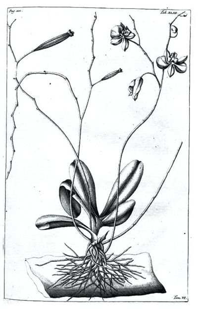 Phalaenopsis amabilis. История открытия. Часть 1.
