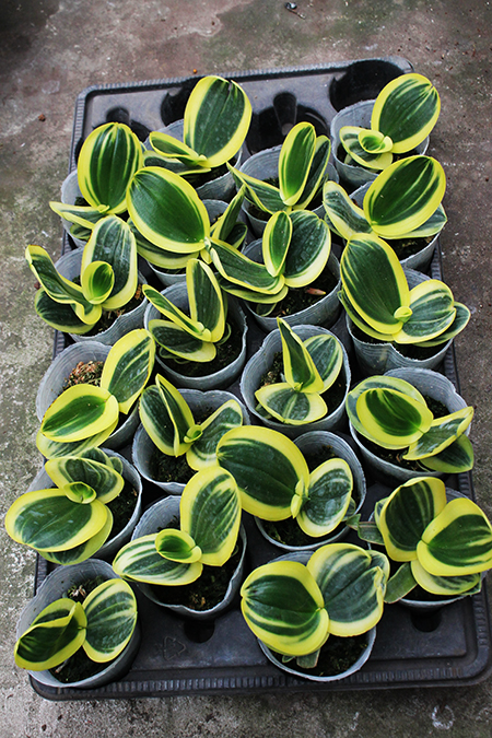 Phalaenopsis amabilis. История открытия. Часть 2.