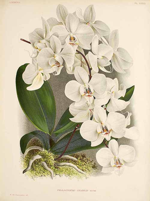 Phalaenopsis amabilis. История открытия. Часть 2.