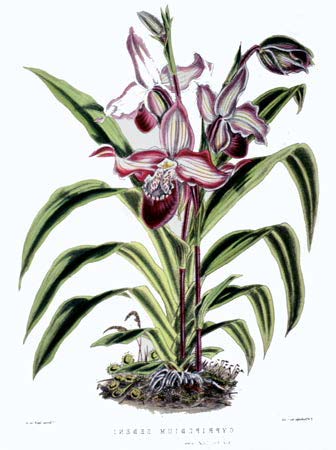Phragmipedium Sedenii. Происхождение и первое описание превосходного гибрида.