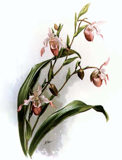 Phragmipedium Sedenii. Происхождение и первое описание превосходного гибрида.