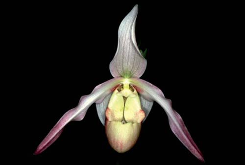 Phragmipedium Sedenii. Происхождение и первое описание превосходного гибрида.