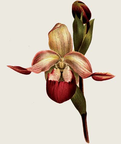 Phragmipedium Sedenii. Происхождение и первое описание превосходного гибрида.