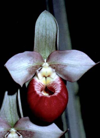 Phragmipedium Sedenii. Происхождение и первое описание превосходного гибрида.