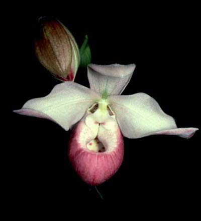 Phragmipedium Sedenii. Происхождение и первое описание превосходного гибрида.