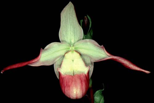 Phragmipedium Sedenii. Происхождение и первое описание превосходного гибрида.