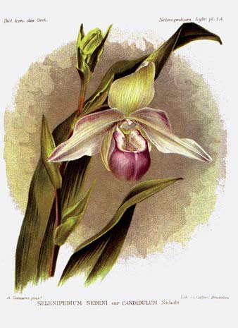 Phragmipedium Sedenii. Происхождение и первое описание превосходного гибрида.