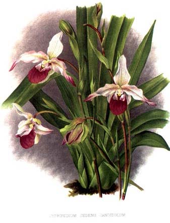 Phragmipedium Sedenii. Происхождение и первое описание превосходного гибрида.