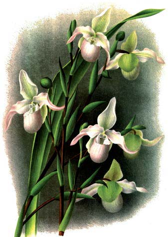 Phragmipedium Sedenii. Происхождение и первое описание превосходного гибрида.