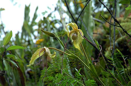 Phragmipedium caudatum