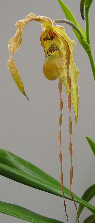 Phragmipedium caudatum