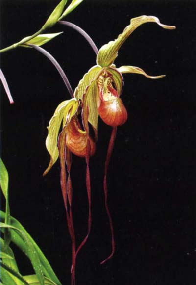 Phragmipedium caudatum
