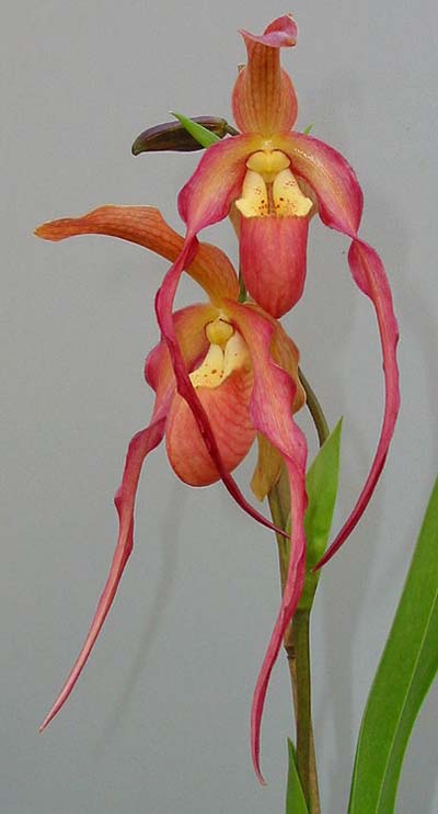 Phragmipedium caudatum