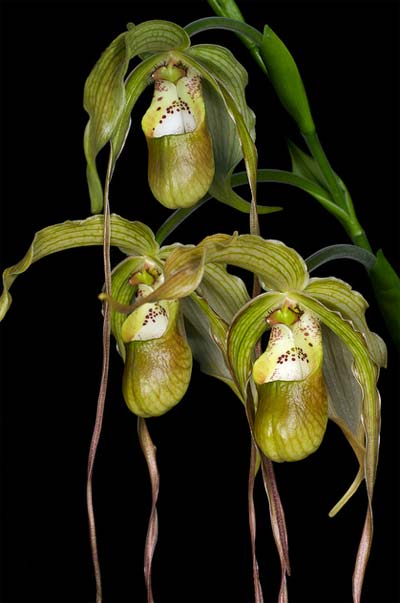 Phragmipedium caudatum