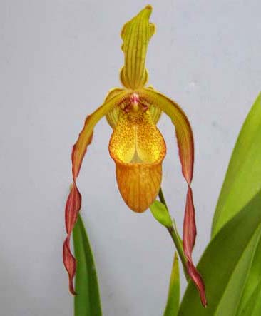 Phragmipedium caudatum