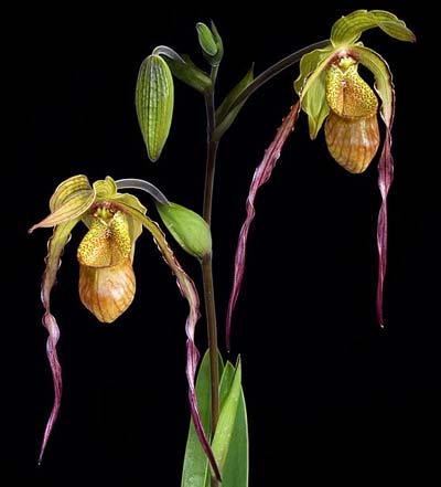 Phragmipedium caudatum