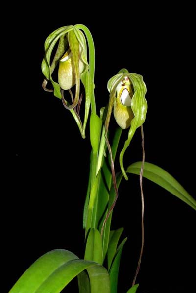 Phragmipedium caudatum