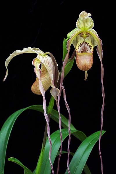 Phragmipedium caudatum