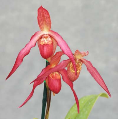 Phragmipedium caudatum