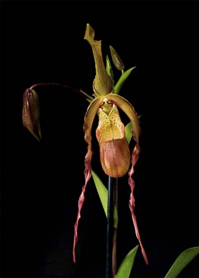 Phragmipedium caudatum