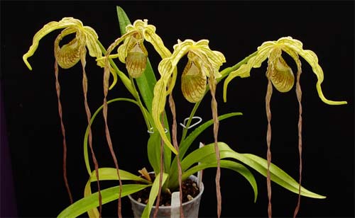 Phragmipedium caudatum