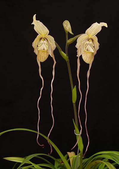 Phragmipedium caudatum