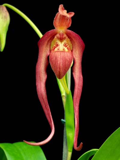 Phragmipedium caudatum