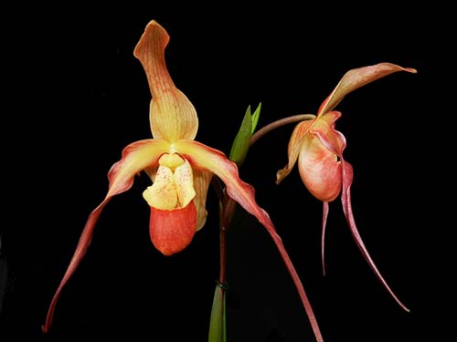 Phragmipedium caudatum