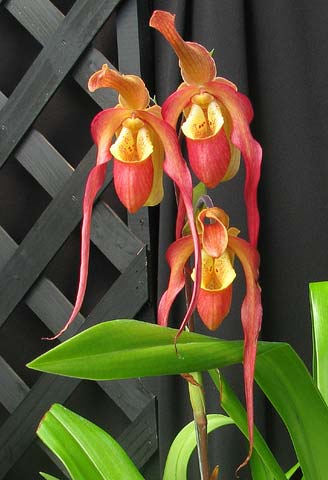 Phragmipedium caudatum